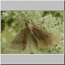 Hypena proboscidalis - Nesselschnabeleule 06.jpg